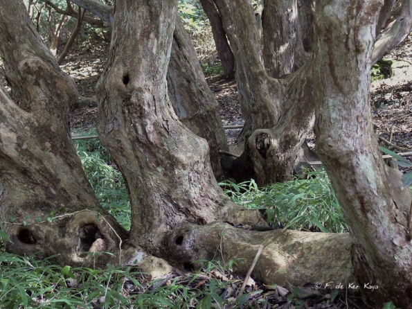 Bois des Moutiers (129) mars 2012